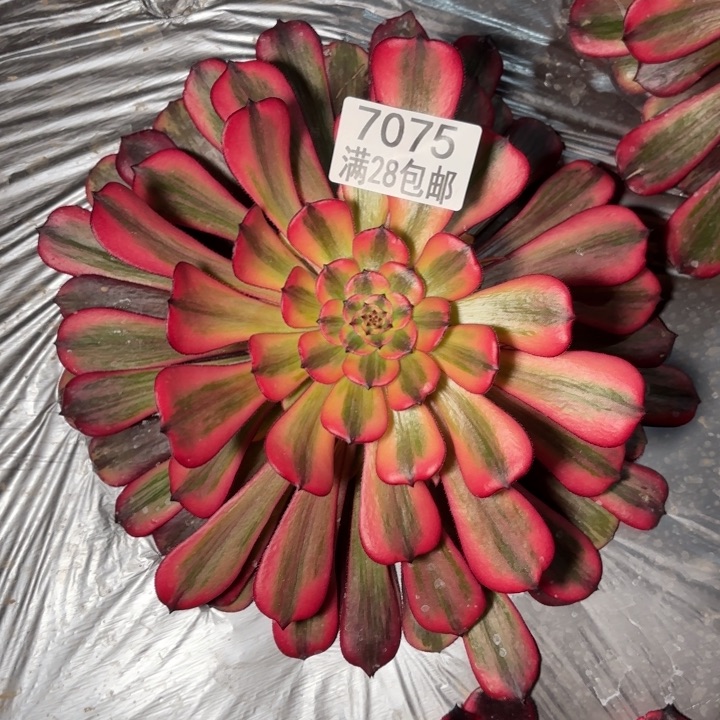 N.  7075胭脂多肉