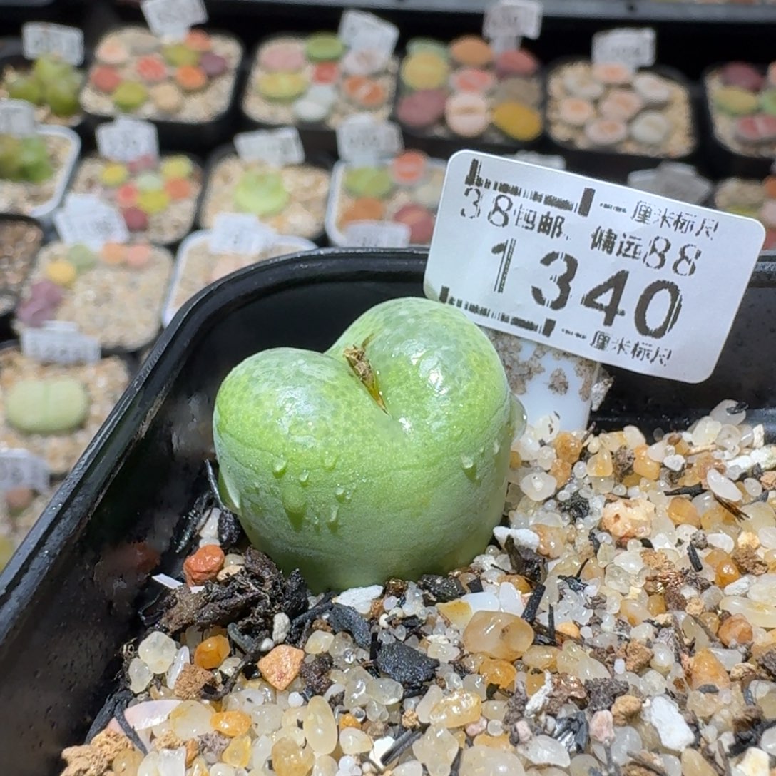 Sss精品便宜出了1340