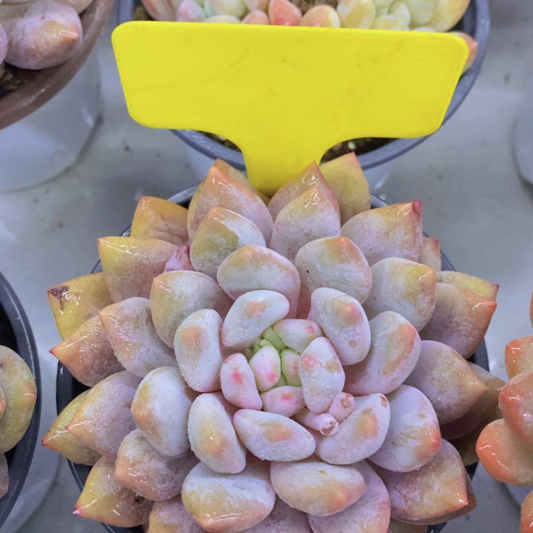 开心多肉，今天不对称，不包价