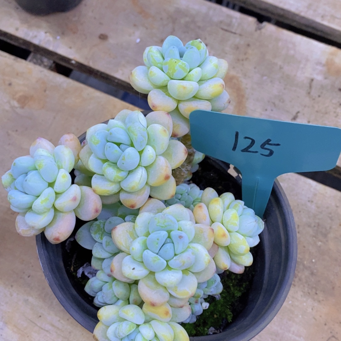 7号晚间福利，预约场