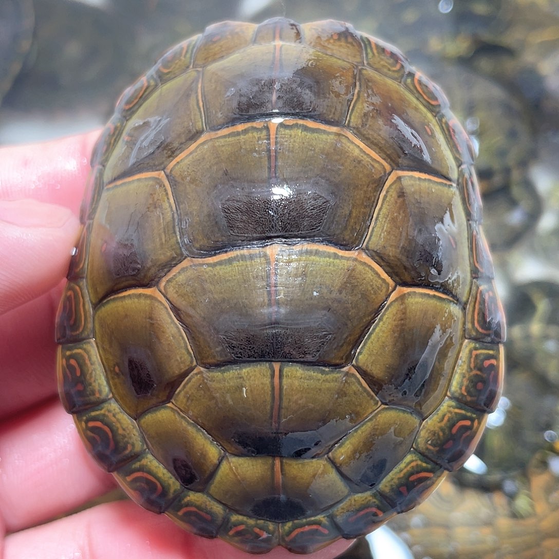 宠物龟不分公母7.1磨尾