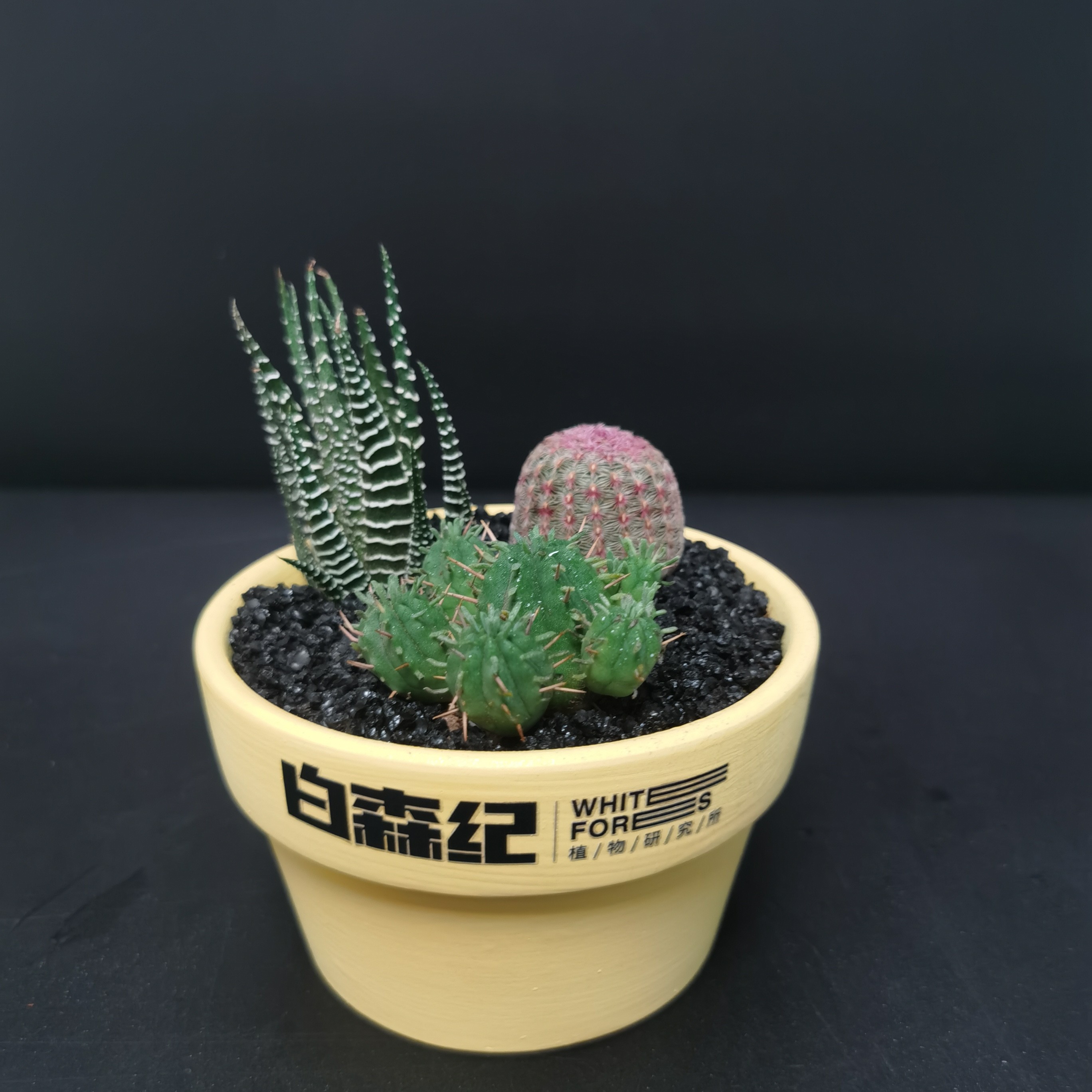 福利室内好养活的植物仙人球盆栽美观又招财室内绿植盆栽仙人球