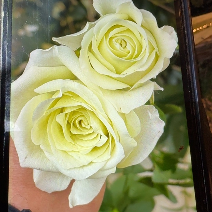 无花朵诺埃尔小苗