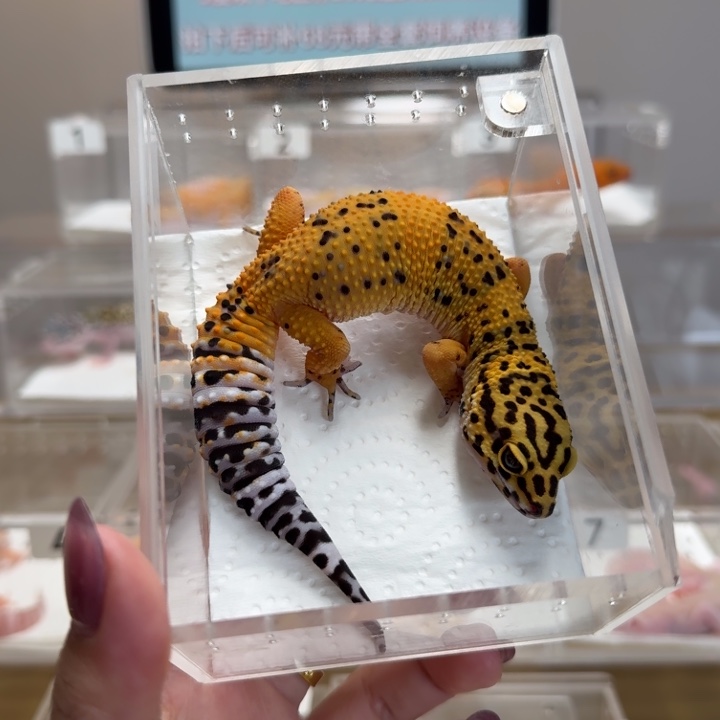 豹纹守宫血翡翠妹妹