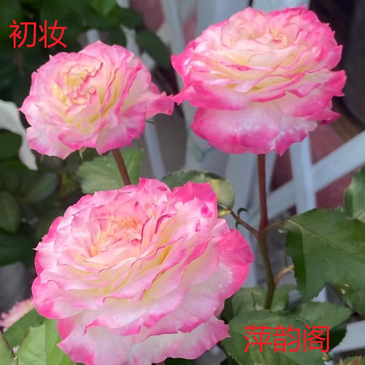 萍韵阁【 初妆 中苗】  包开花包对版