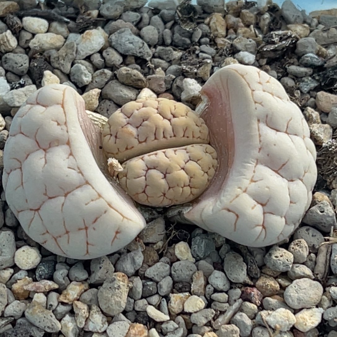 9770凹凸脑纹189一颗