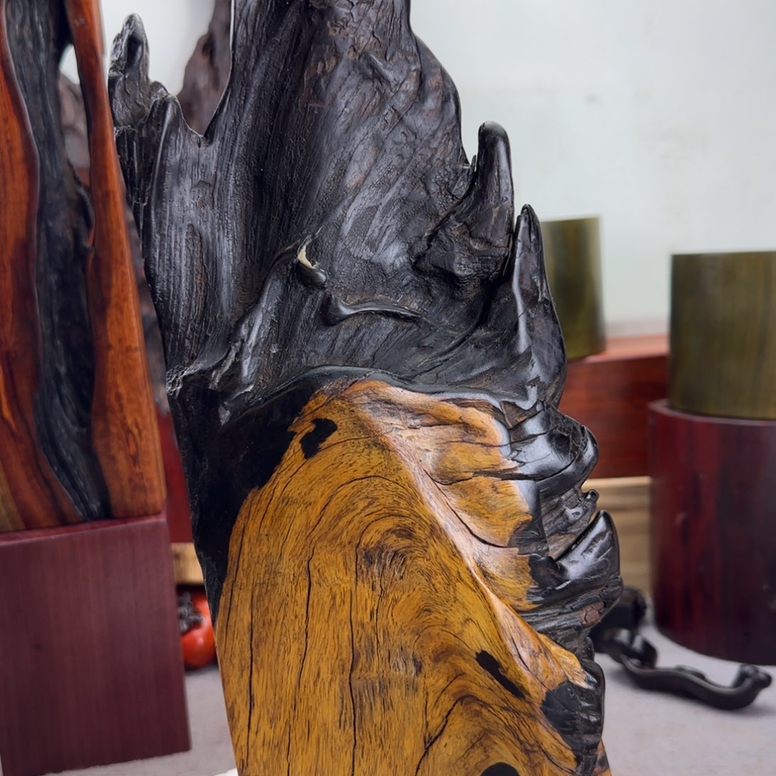 大果紫檀（缅甸花梨）古****者