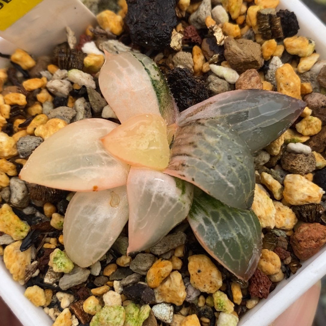 246玻璃康平锦一物一拍