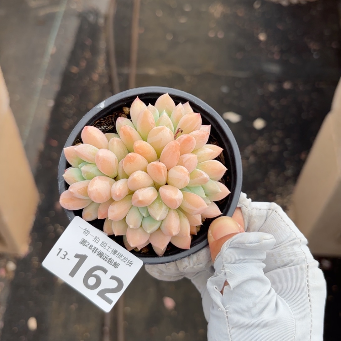 星空美人老桩多肉多肉