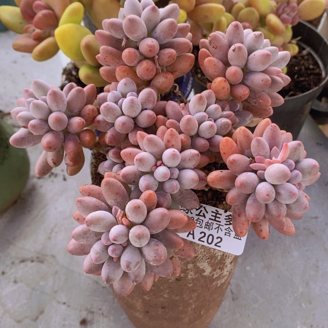 婴儿手指老桩14cm202多肉植物