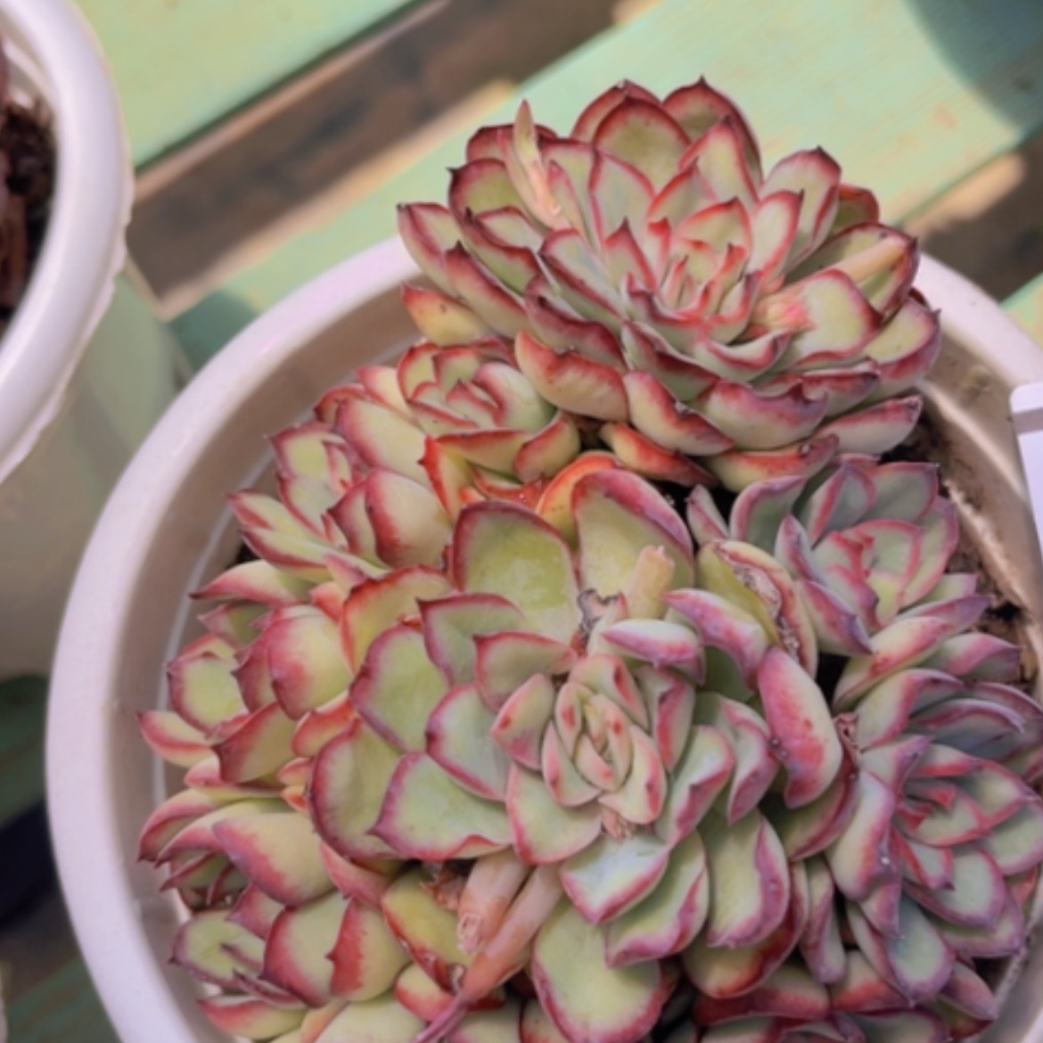 【闪购商品】灵隐0598