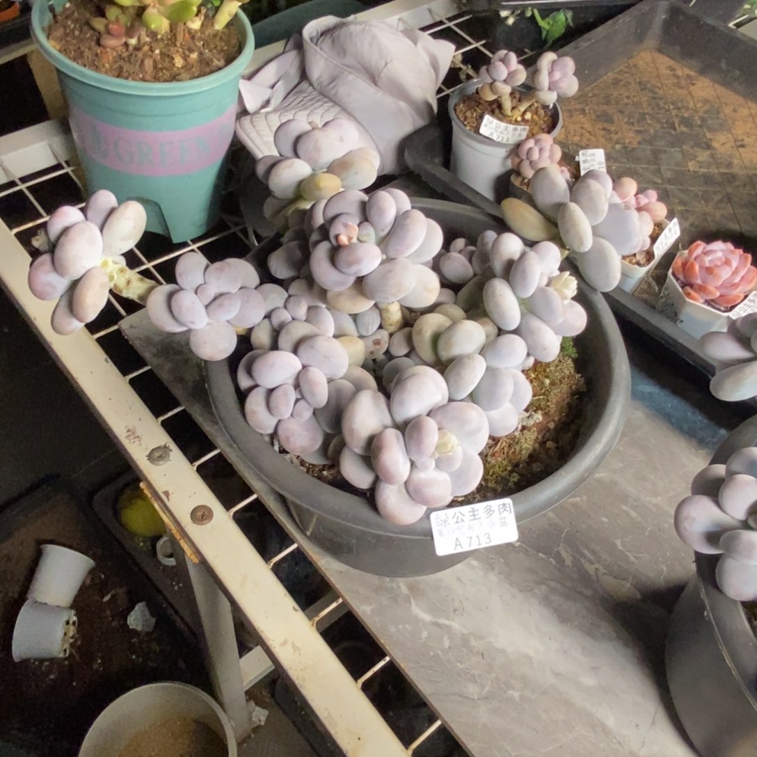 713芭比奶多肉30c m