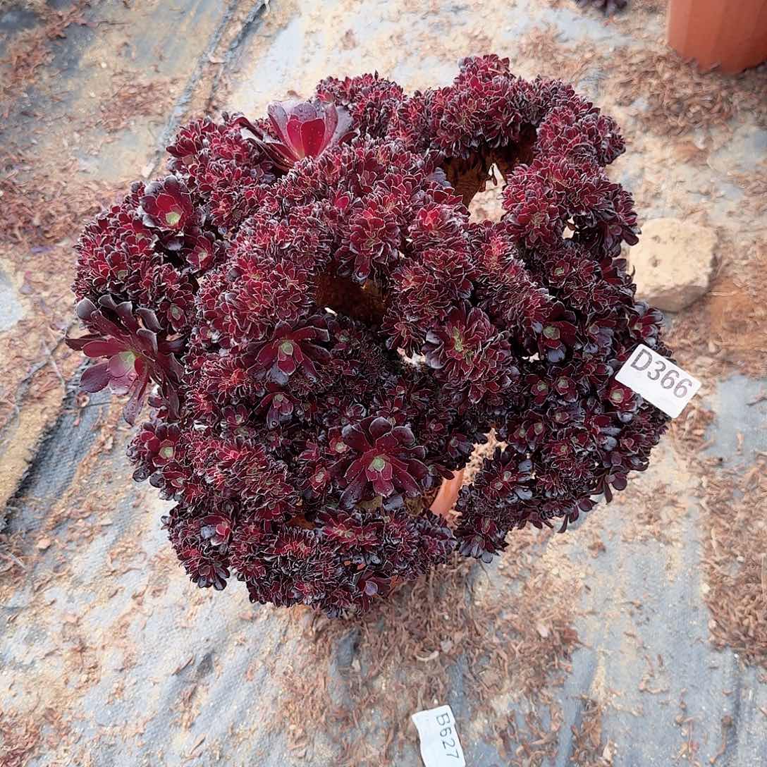 366欧紫朵朵一颗