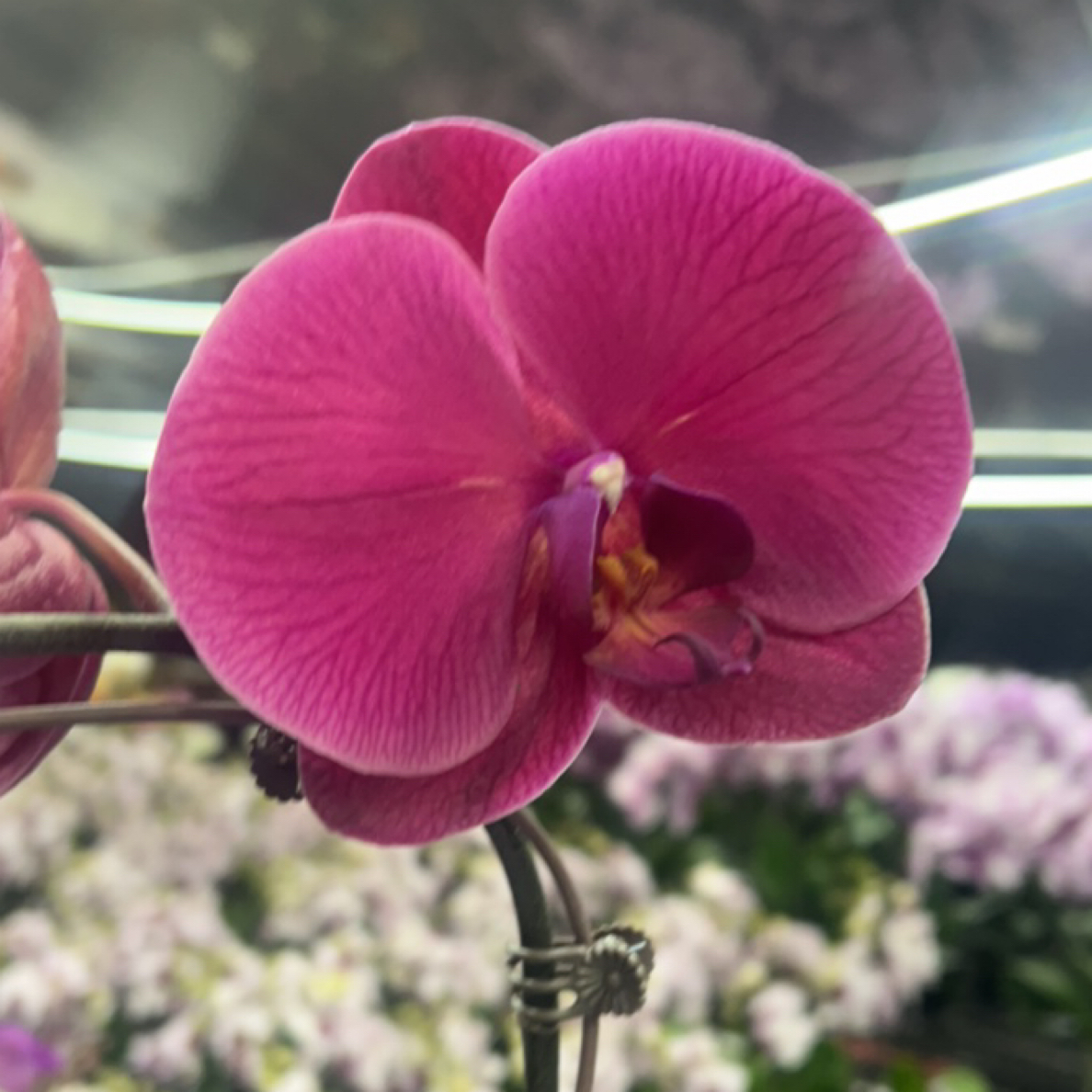 渟叙【洋洋得意】3.5寸 带花全花发货花卉阳台植物清新网红绿植