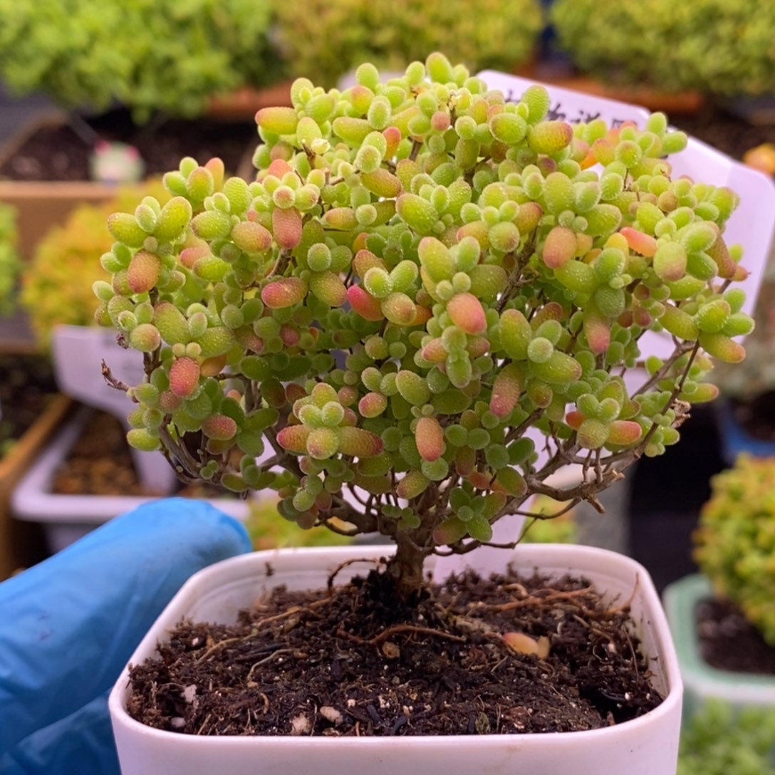 ƪ***子369盆钱。        