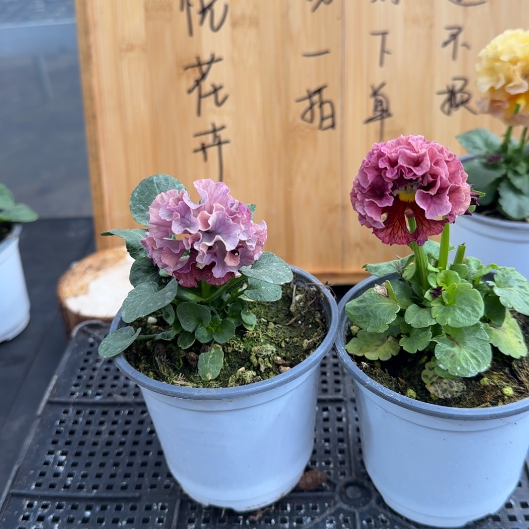 完全开放39 号礼服卷卷