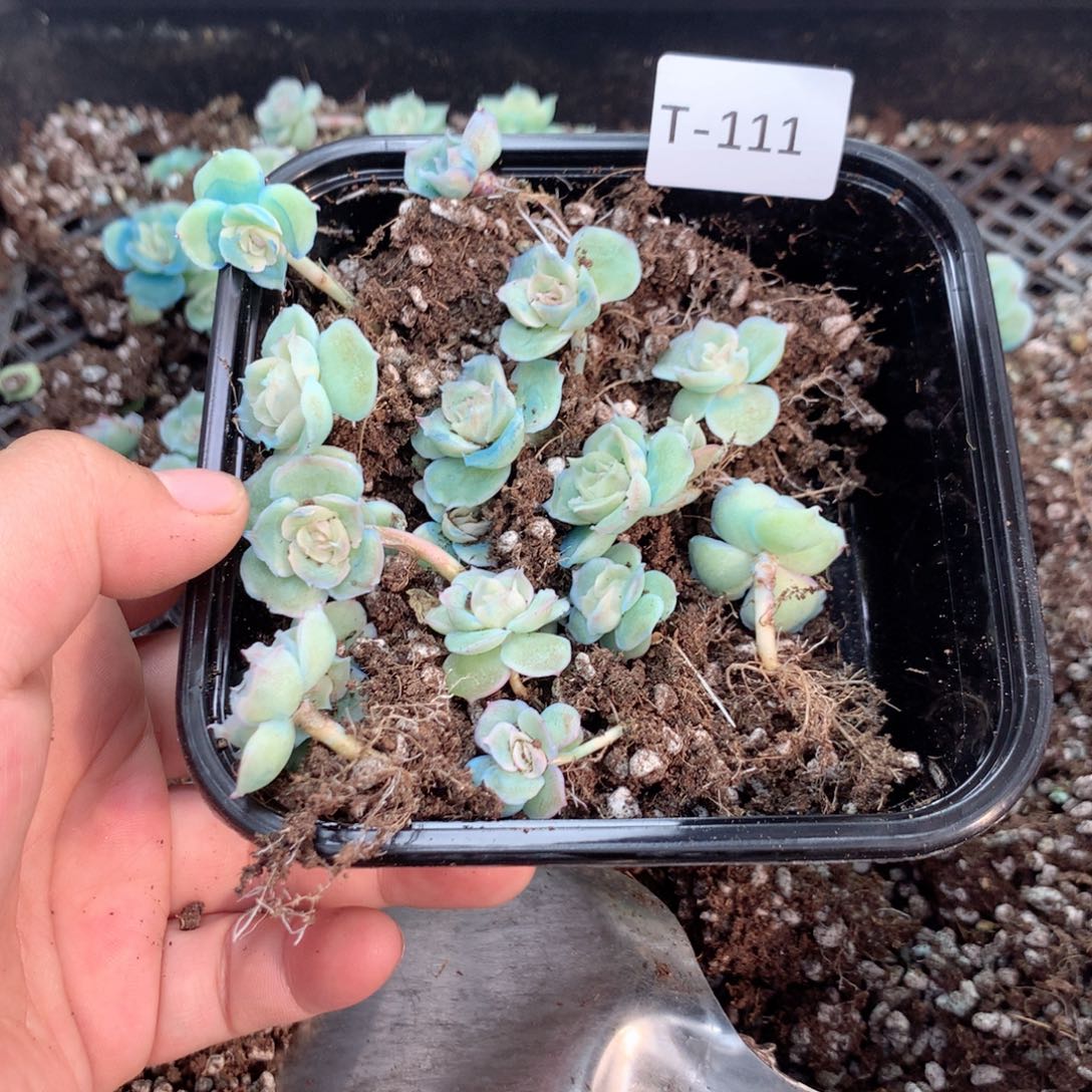 无花朵T111英语英语