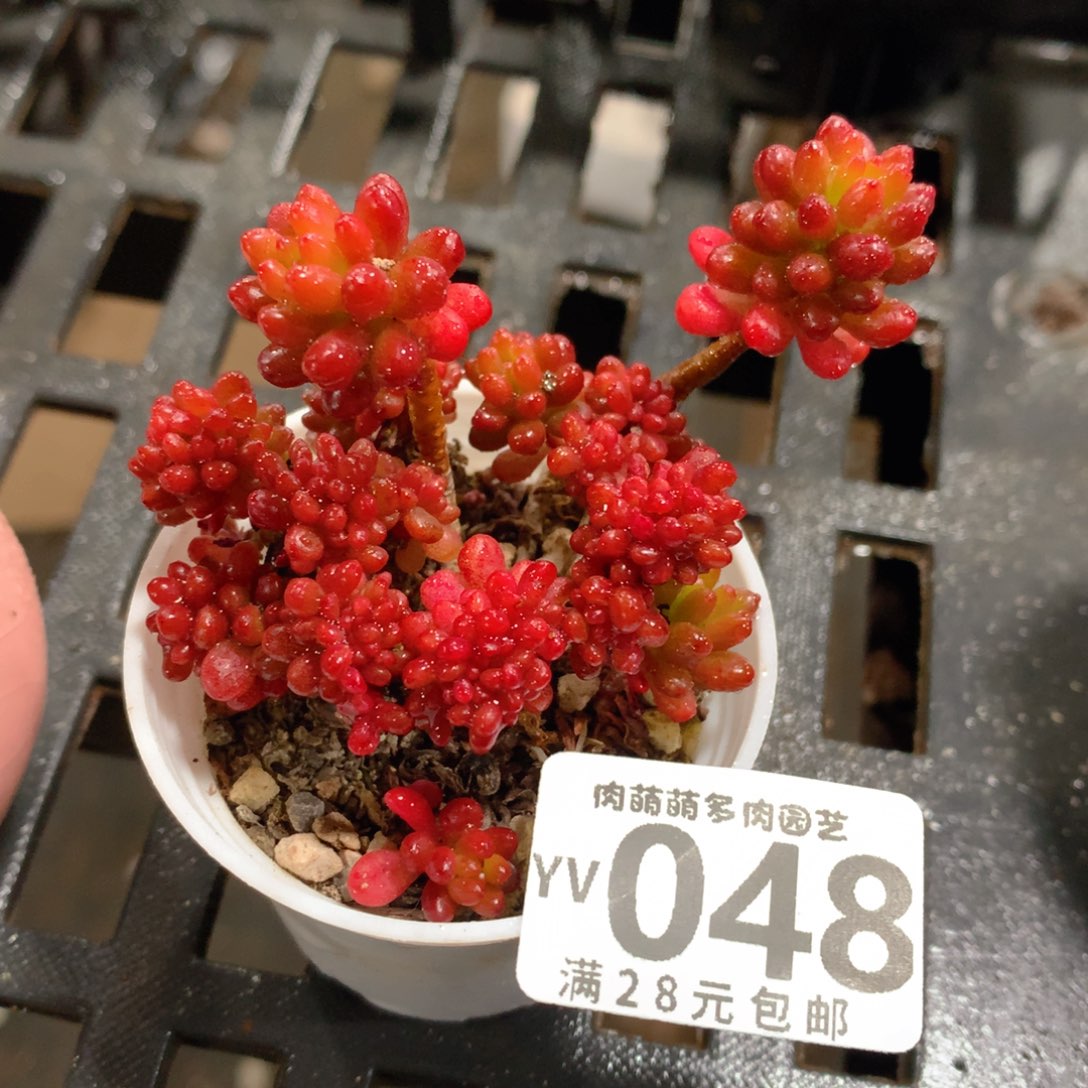 肉萌萌拇指盆精控多肉YV048