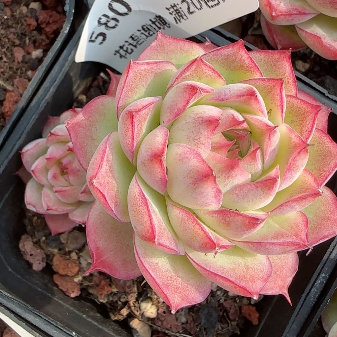 花语逸镜0205-580