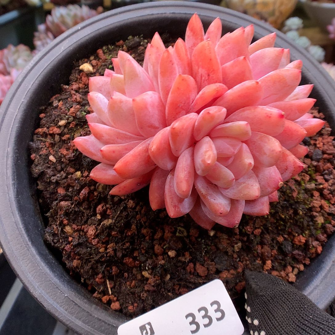 333玫瑰梦露多肉植物666