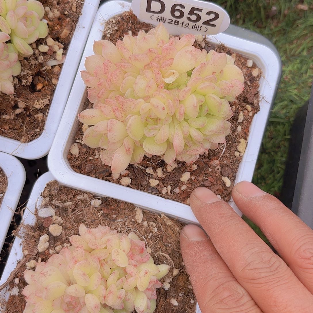 D652惊鸿仙子一物一拍