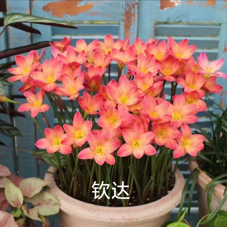 【千行园艺】单瓣风雨兰胖丽丽钦达小新小几何油桃等种球