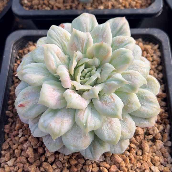 泡泡纱裙 多肉植物