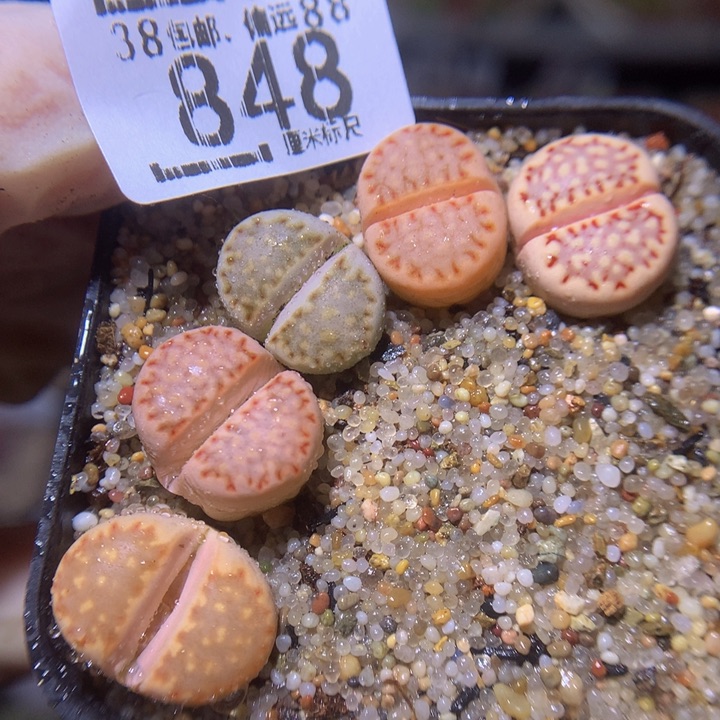 精品sss生石花848