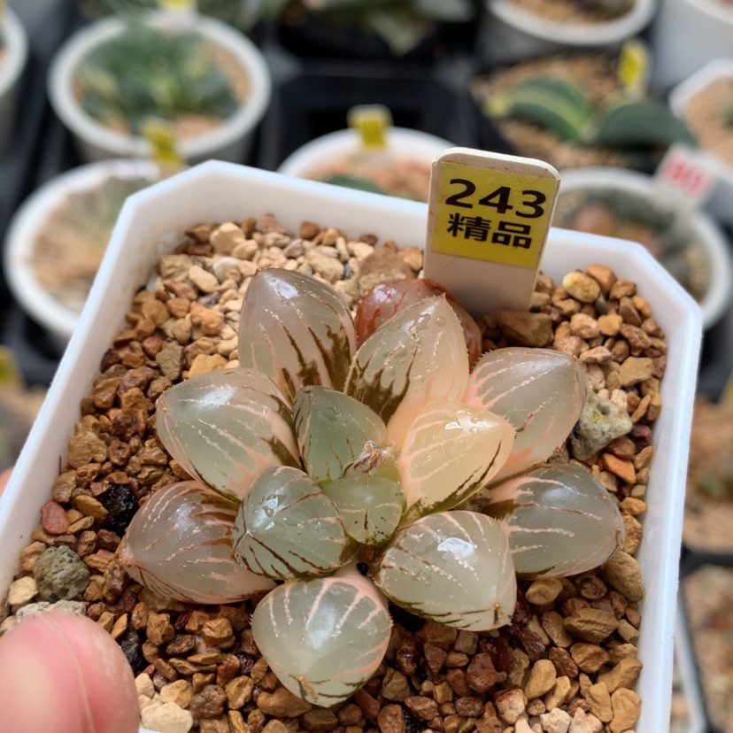 【闪购商品】243糯玉露