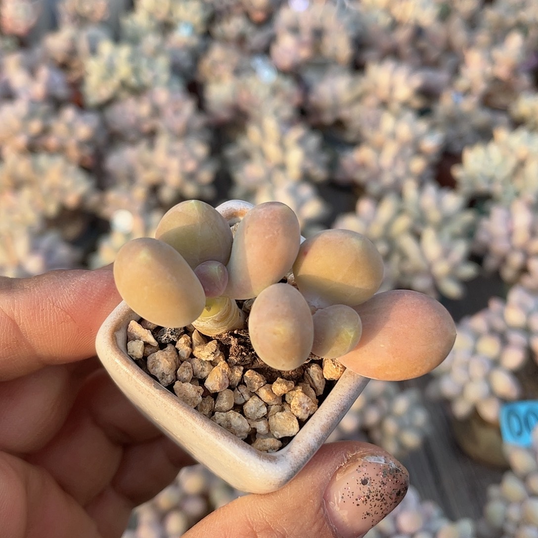 芒果奶 带盆发货 4口盆