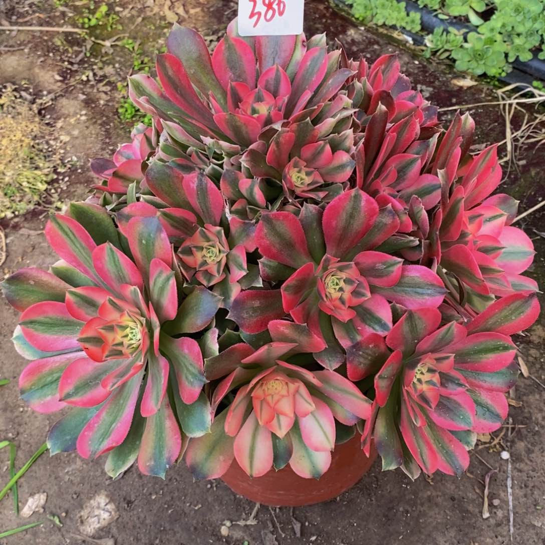 386号香妃法师多肉