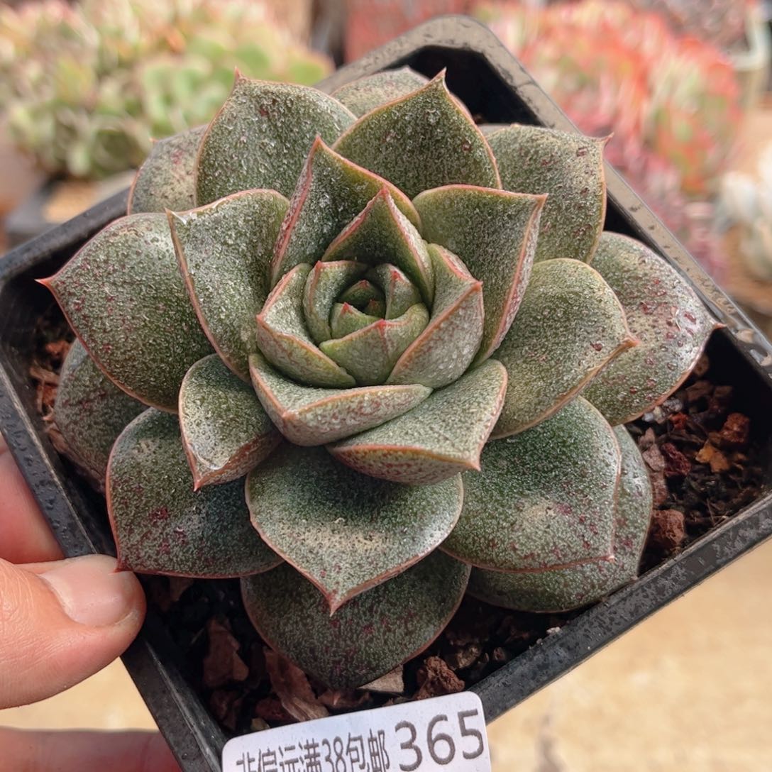 365大合锦德华多肉