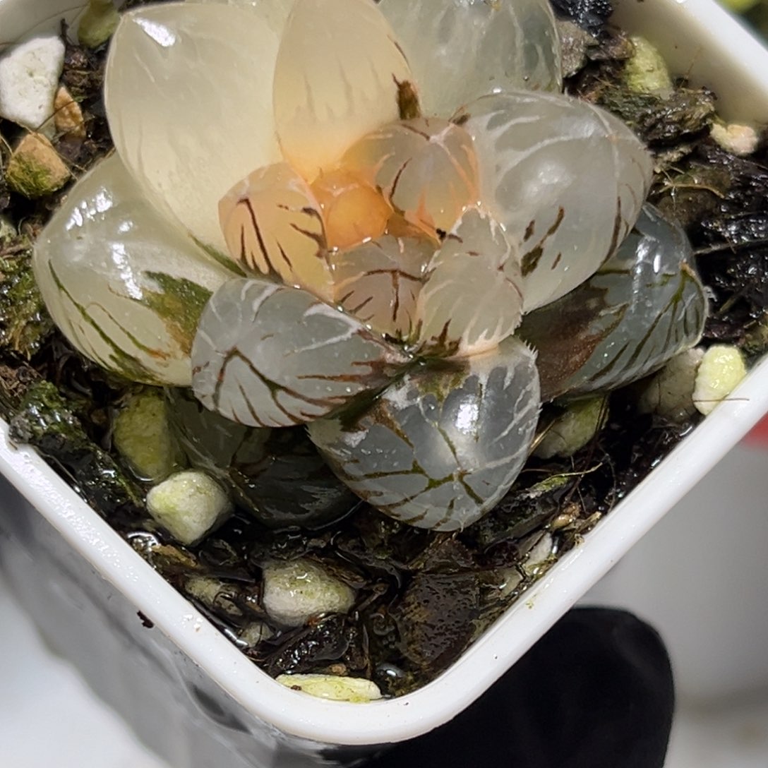 恭喜发财大吉大利0505龙爪