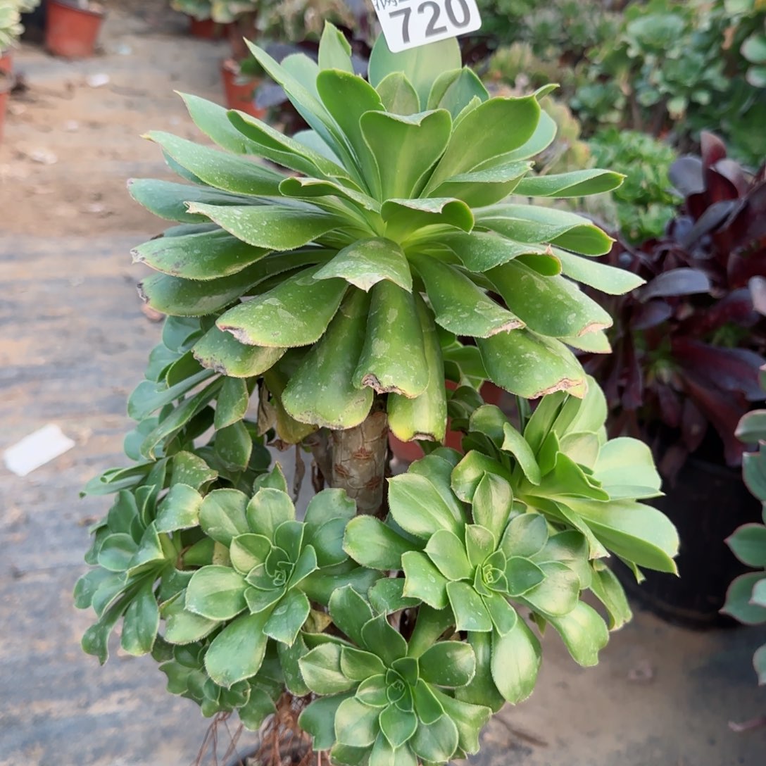 绿玫瑰多肉720满28包邮断枝不包