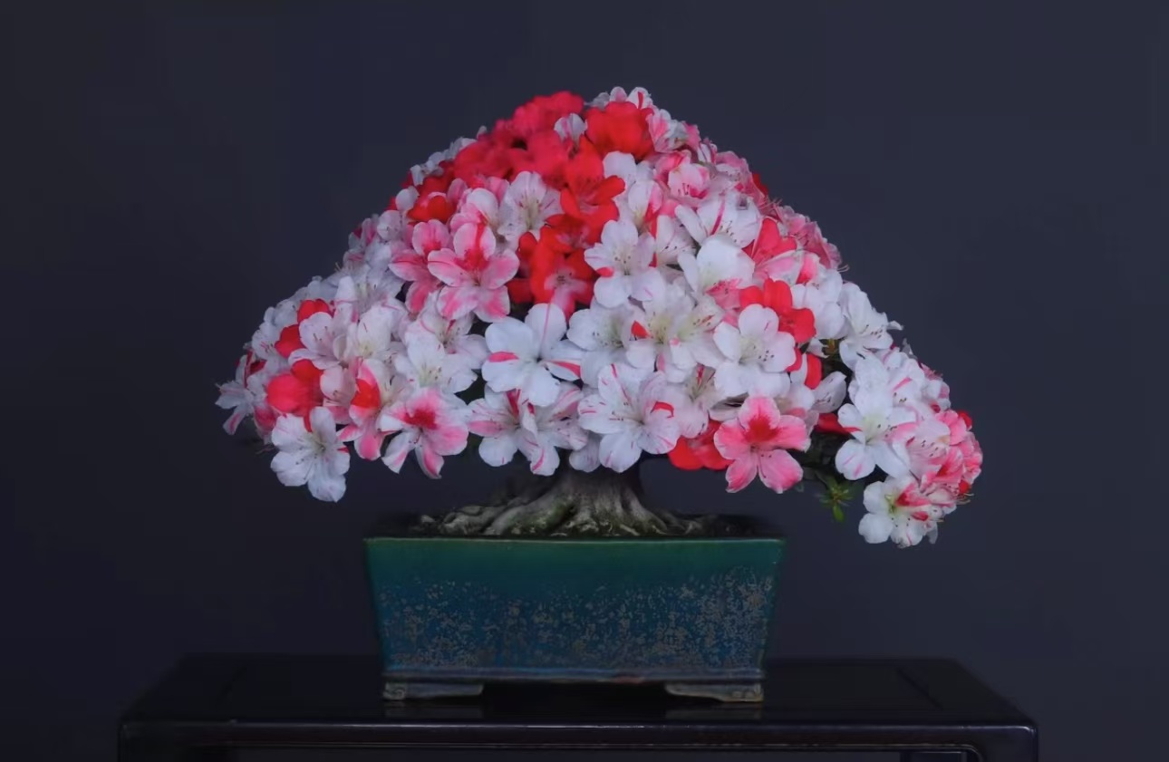 皋月杜鹃一年苗子