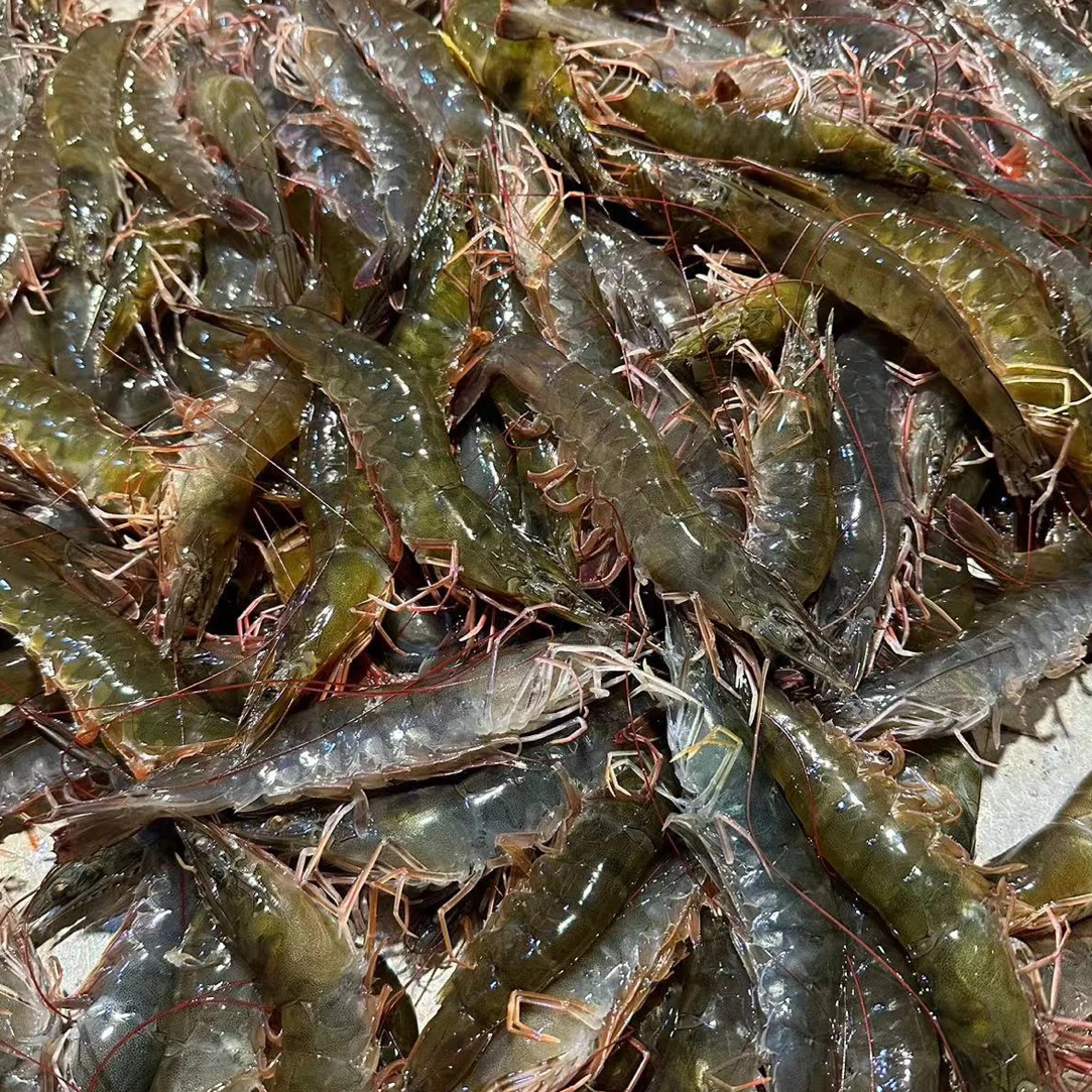 【保鲜不保活】全活海清虾38元1斤，100元3斤，可生包可熟包