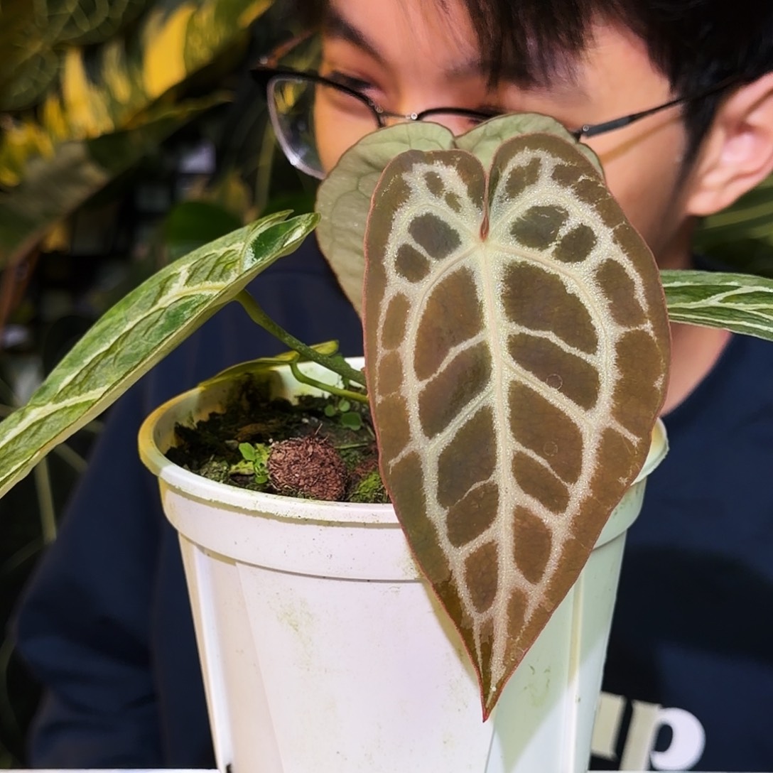 完全开放S168SKG银杂小钻石