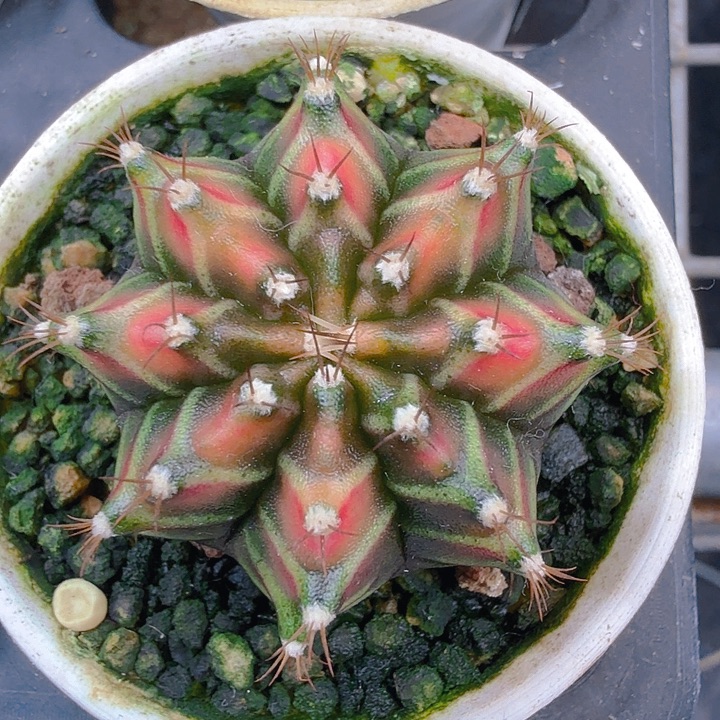 当前无花朵，栽培后可花朵