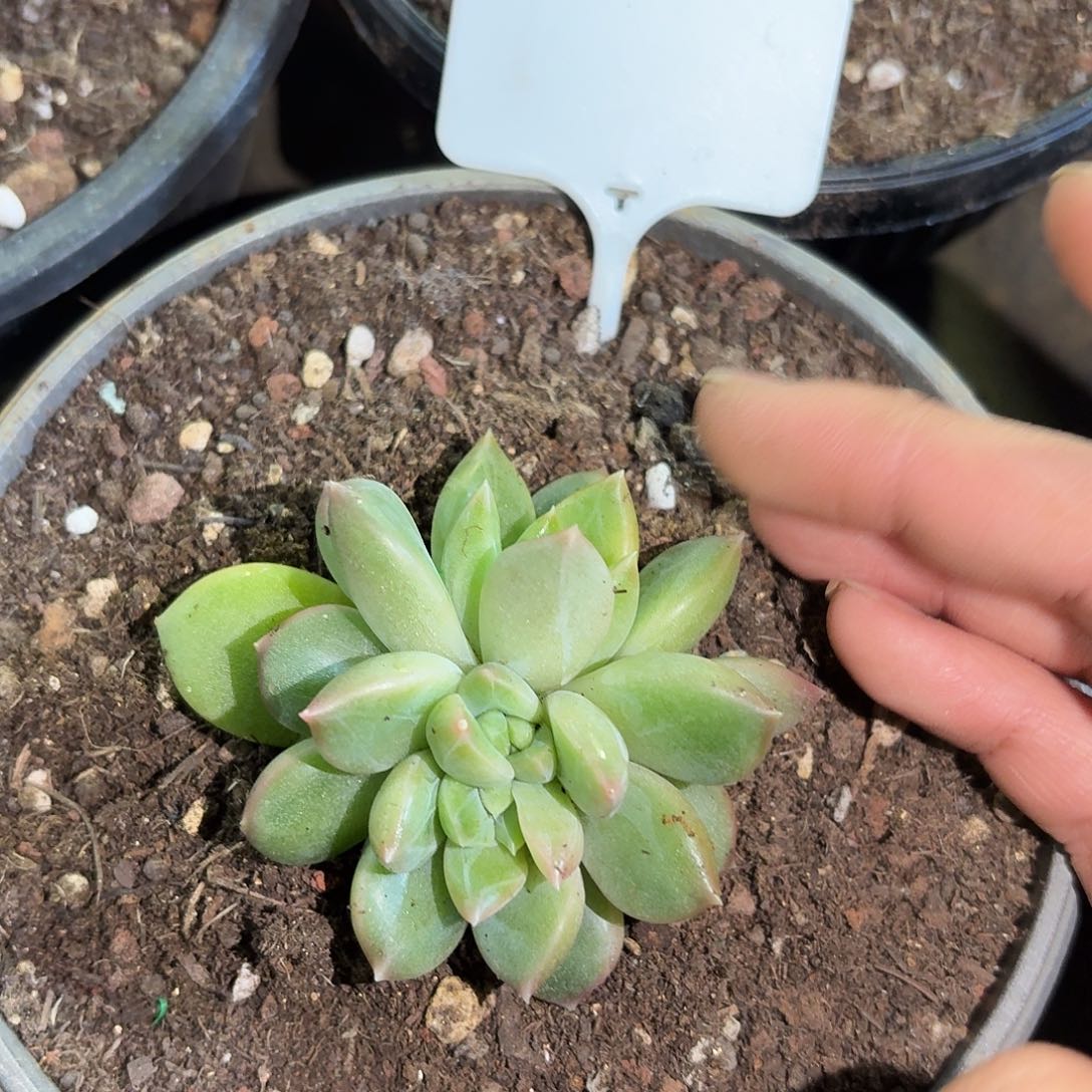 绿泡泡朵朵99999999999999999