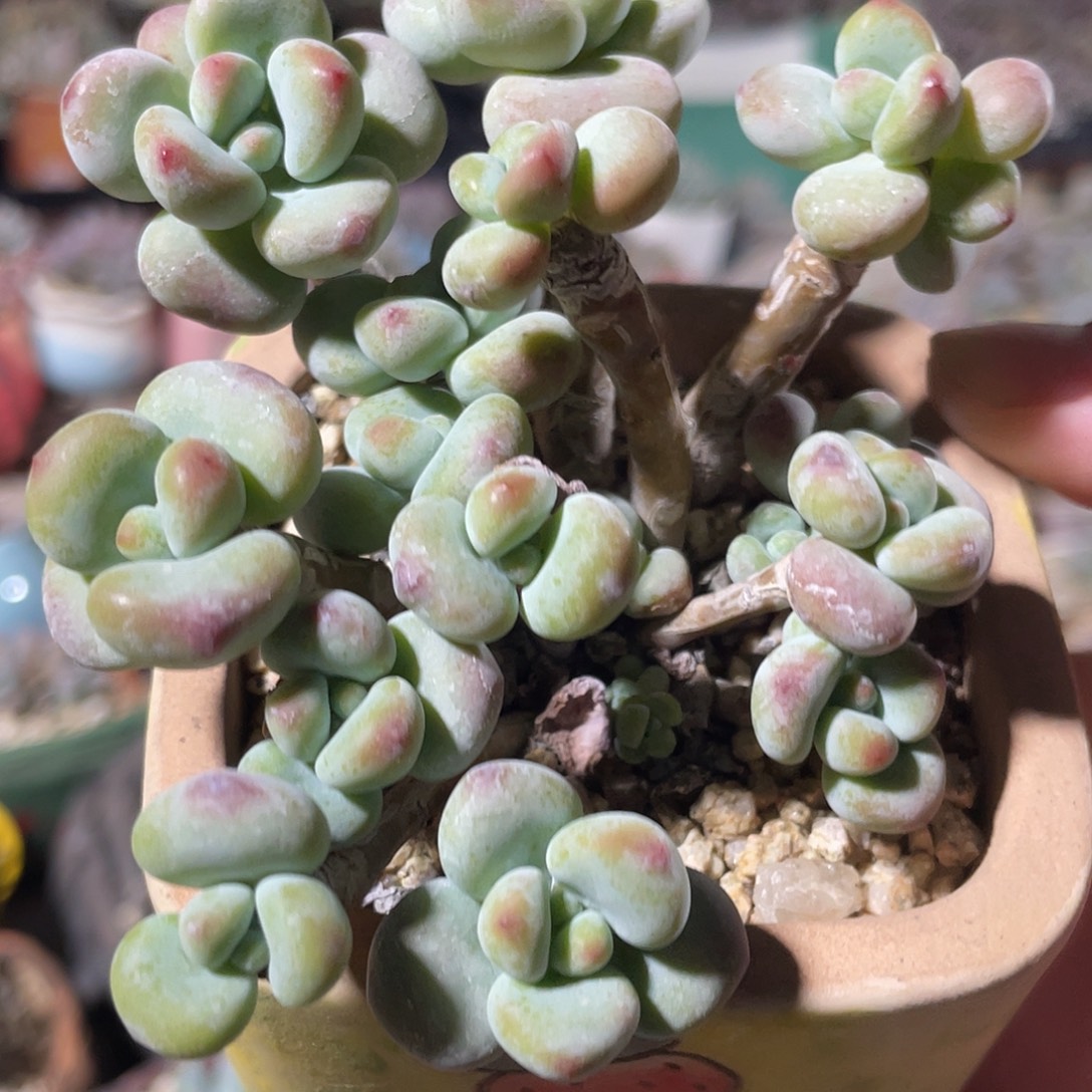 香水洛神多肉植物