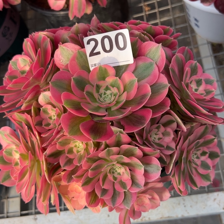 200女巫25厘米左右