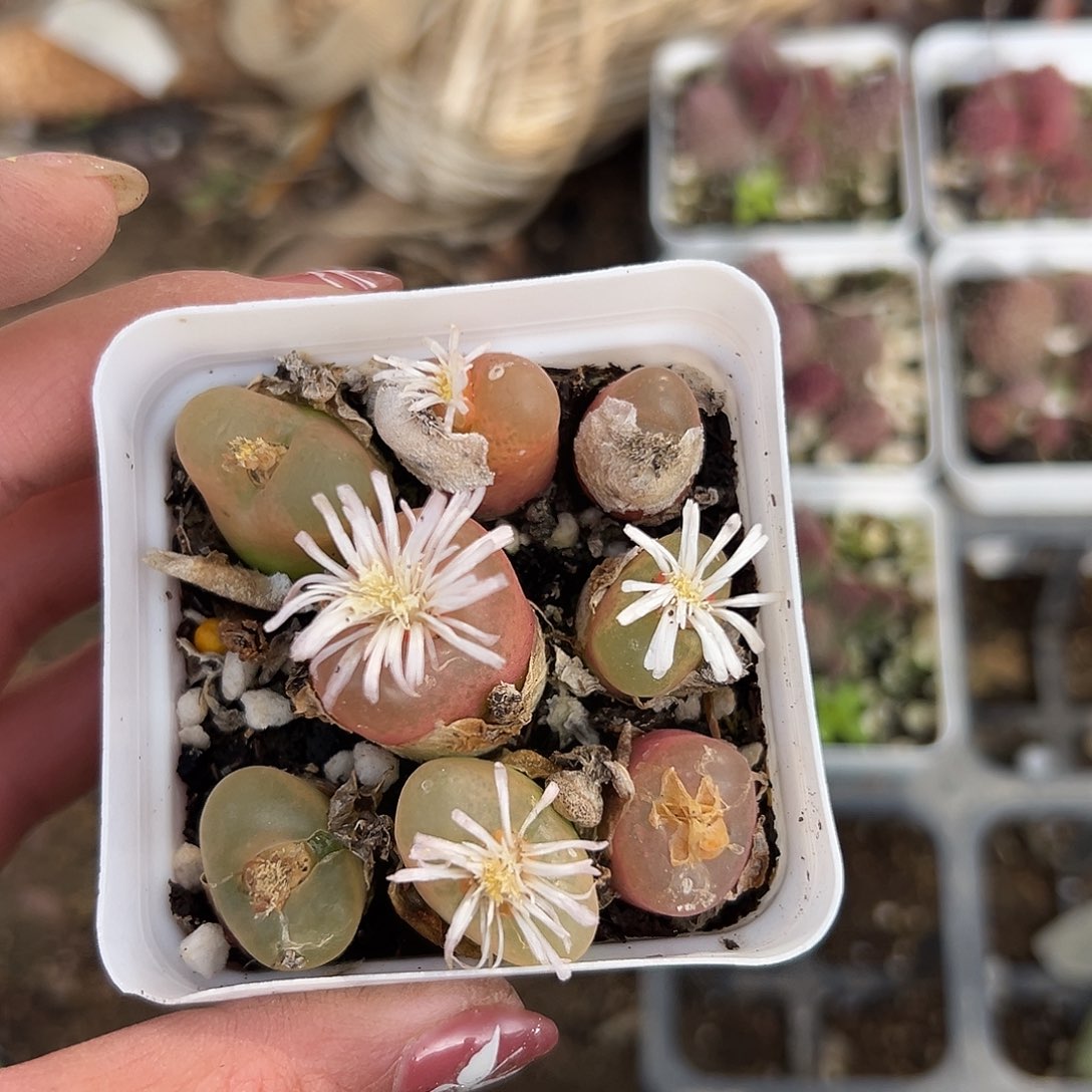 多肉植物毛汉尼群