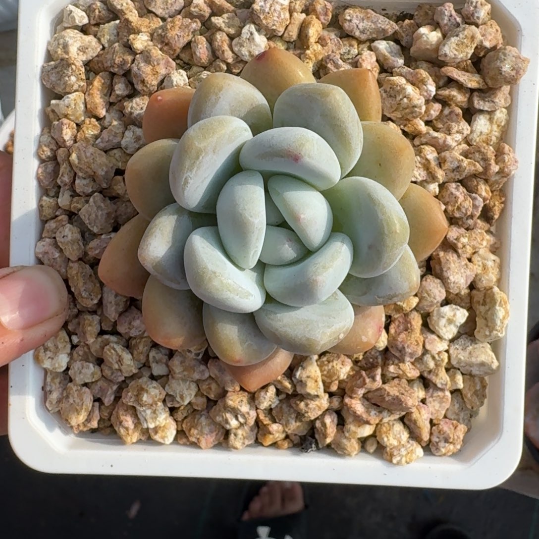 雷拉洛 单头 一物一拍