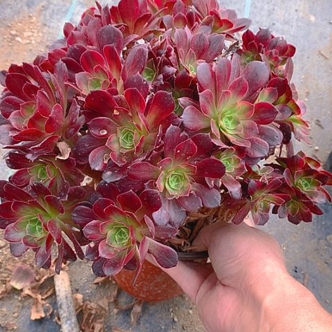 290安娜锦多肉植物