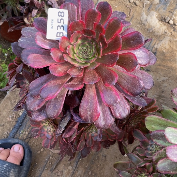 358红体奥黛丽多肉植物