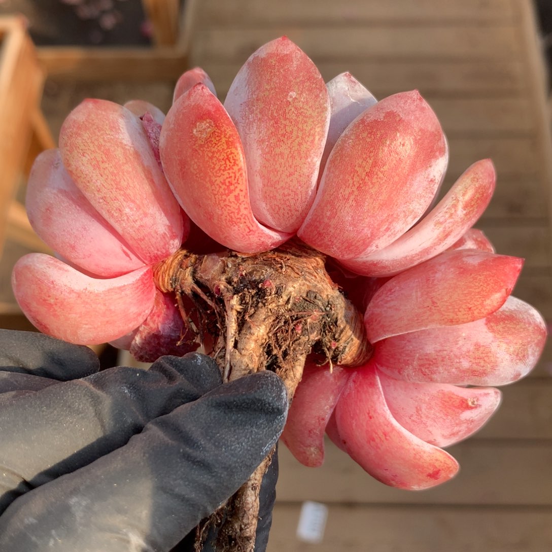 橙梦露粗腿老桩清仓特价