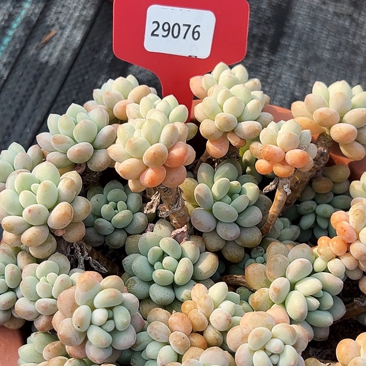 爱***o大盆洛可可 29076号