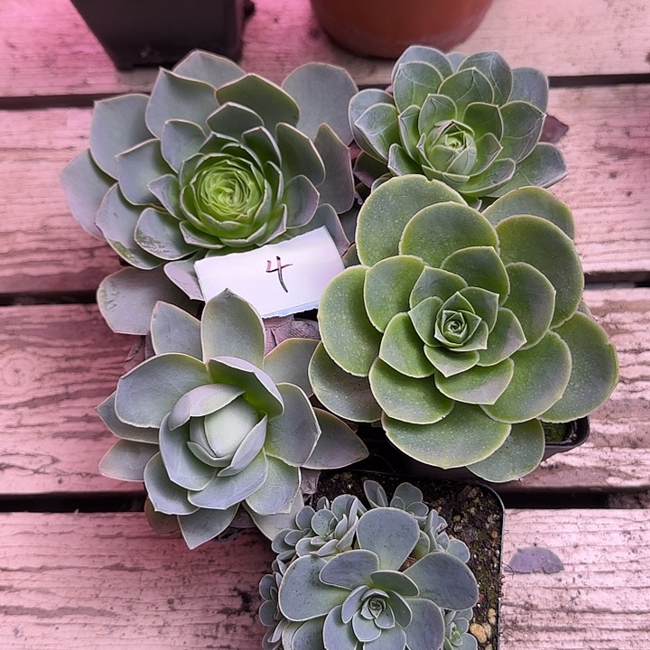 山地玫瑰一物一拍，带盆发4号