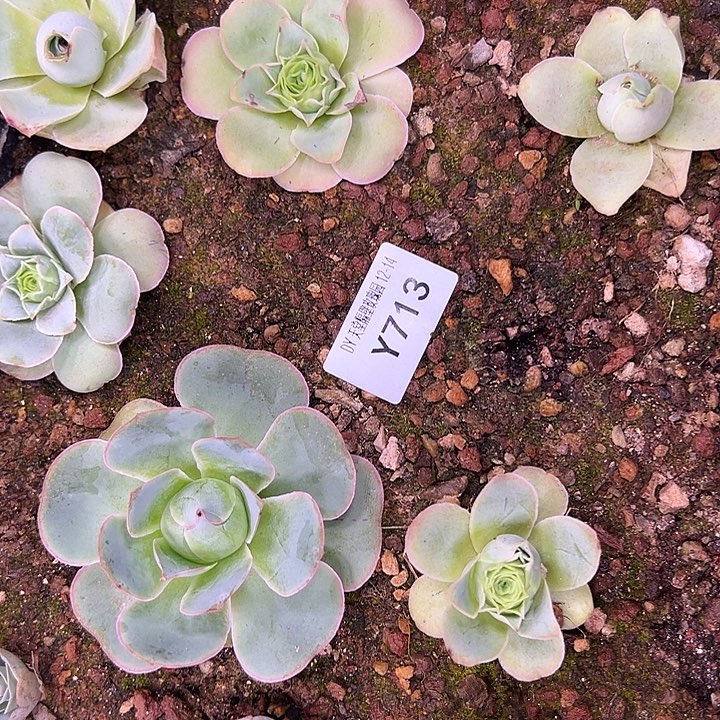 老***姐杨713 黛嫣3颗打包