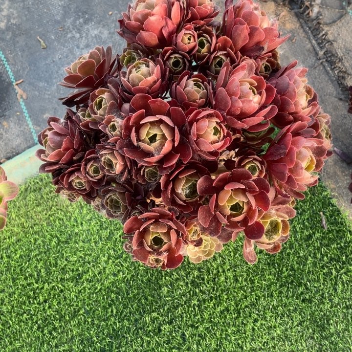 4号老桩荷兰玫瑰法师